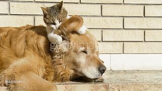 Cat love with dog