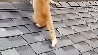 Orange Cat Meets a Mini Leopard on the Roof!