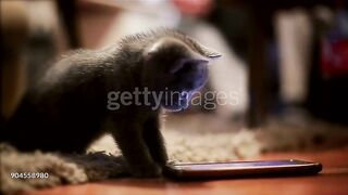 Too cute kitten plays