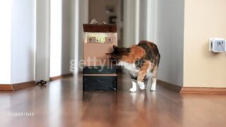 Fat British Shorthair cat escapes by jumping