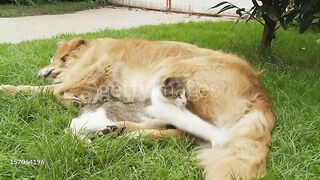 TWO shots of a Golden Retrievlittle kitten playing with wagging dogs tail.