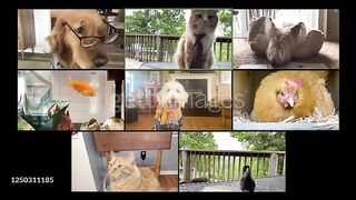 Funny pets