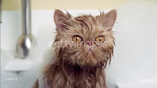 Persian cat taking bath?