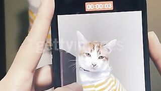 Woman vlogger shooting video of cat.