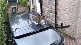Naughty young cat playing on car roof