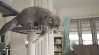 Cat playing?