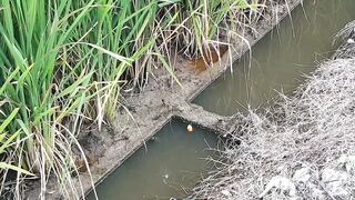 fishing with bom trap