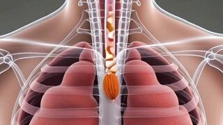 How Almonds Digest Inside Your Body  Amazing 3D View