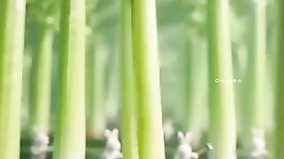 A Very Beautiful Amazing Nature Video Relaxing Inspiring Moments