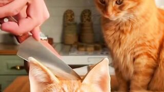 so cute Cake prank  fyppppppppppppppppppppppp catsoftiktok funnyvideos animals cat