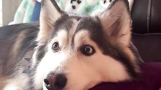 Husky