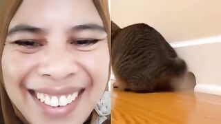 effective way to get rid of mice