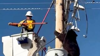 An Arizona lineman struggled to bring a bear down from a power pole