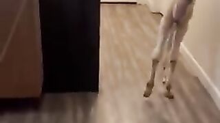 Camel
