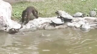Funny Animal Compilation