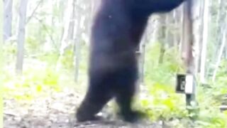 Funny Animal Compilation 2