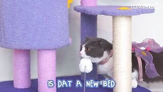 Do Cats Like Their New Home?