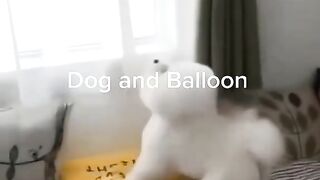 Cute Dog Playing With Balloon|| viral video|| kidding