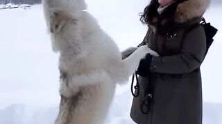 Dog and Girl funny video