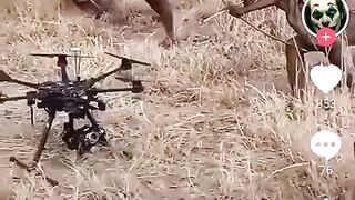 Funny video