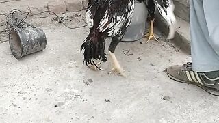 Pakistan best quality