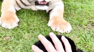 Tiger and Dog