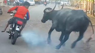 (PART 1) Try Not To Laugh Funny Videos - Funny Moments Of The Year Compilation