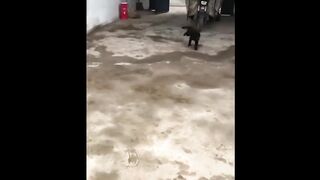 Funniest dogs and cats