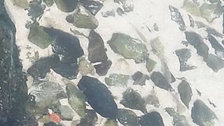 Fishes