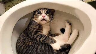 7 MINUTES OF LAUGHTER _ BEST JOKES 2023 _ ABOUT ANIMALS