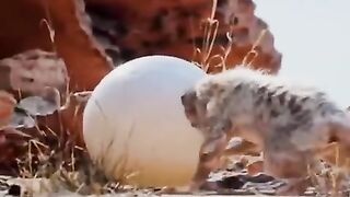 wait for end ???? how mongoose survived ~ woodworking art