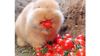 Cute rabbit