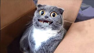 ???? CATS 2023 BEST JOKES_ FUNNY ANIMALS ????
