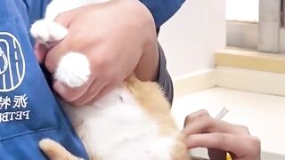 Poor cat