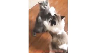 Funny Cat video compilation #1