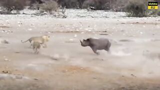Animals that can kill a lion