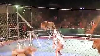 Lion attack