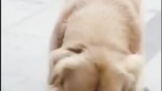 smart dog video