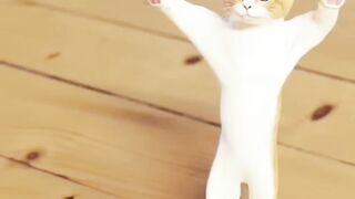 Funny cat dance~cat lovers~funny video