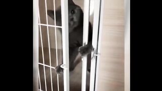 Cat funny compilation #2