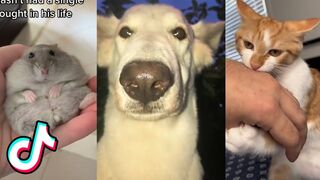Animal TikToks that Will Boop Your Nose