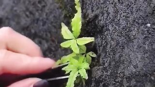 beautiful video