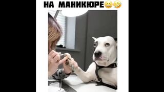 Приколы