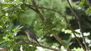 Rain and Birdsong to Rest Your Mind Gain Mental Clarity in Minutes Unlock Inner Peace Now
