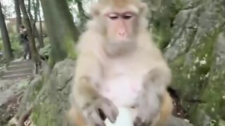GIPING EGGS TO A MONKEY