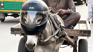 Donkey funny video