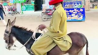Helmet On  Safety First, Even on a Donkey!