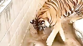 A noble tiger