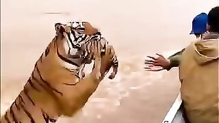 The sacrifice of the mother tiger, she handed over her baby to the passengers on the boat and let herself be carried away by the river current.