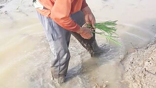 Healing in the Heart of the Fields